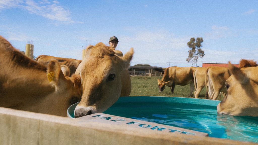 Bebedouro para gado com vacas leiteiras bebendo água em um tanque no pasto, enquanto um trabalhador rural observa ao fundo em um dia ensolarado.