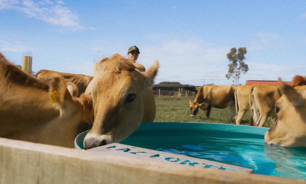 Gado em pasto bebendo água em bebedouro para gado da Faz Forte