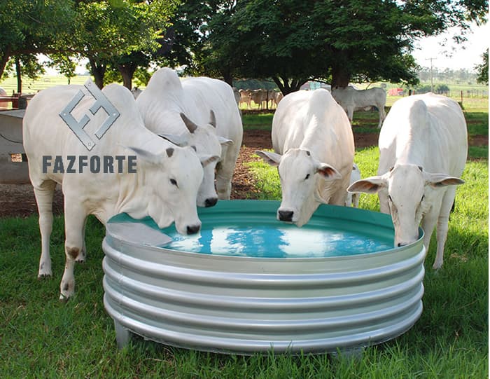 Vacas e bois bebendo água em bebedouro para gado.